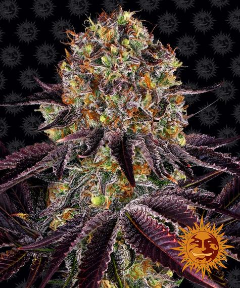 Runtz x Layer Cake 5 fem - Imagen 3