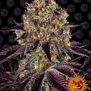 Alternative view of Runtz x Layer Cake  10 fem