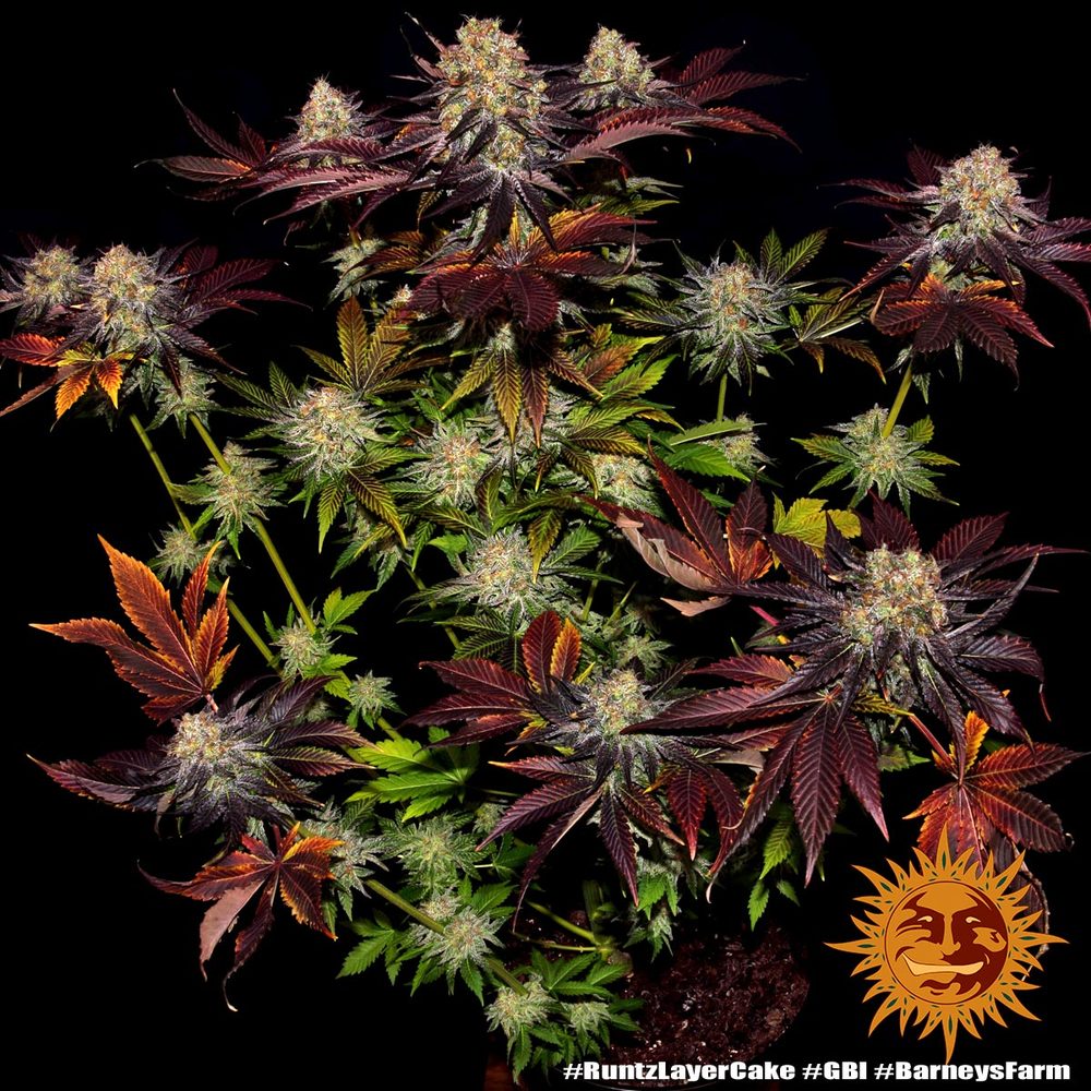 Runtz x Layer Cake 10 fem