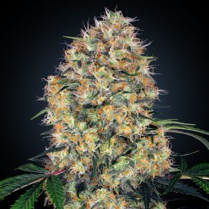 Sensi Amnesia XXL Auto