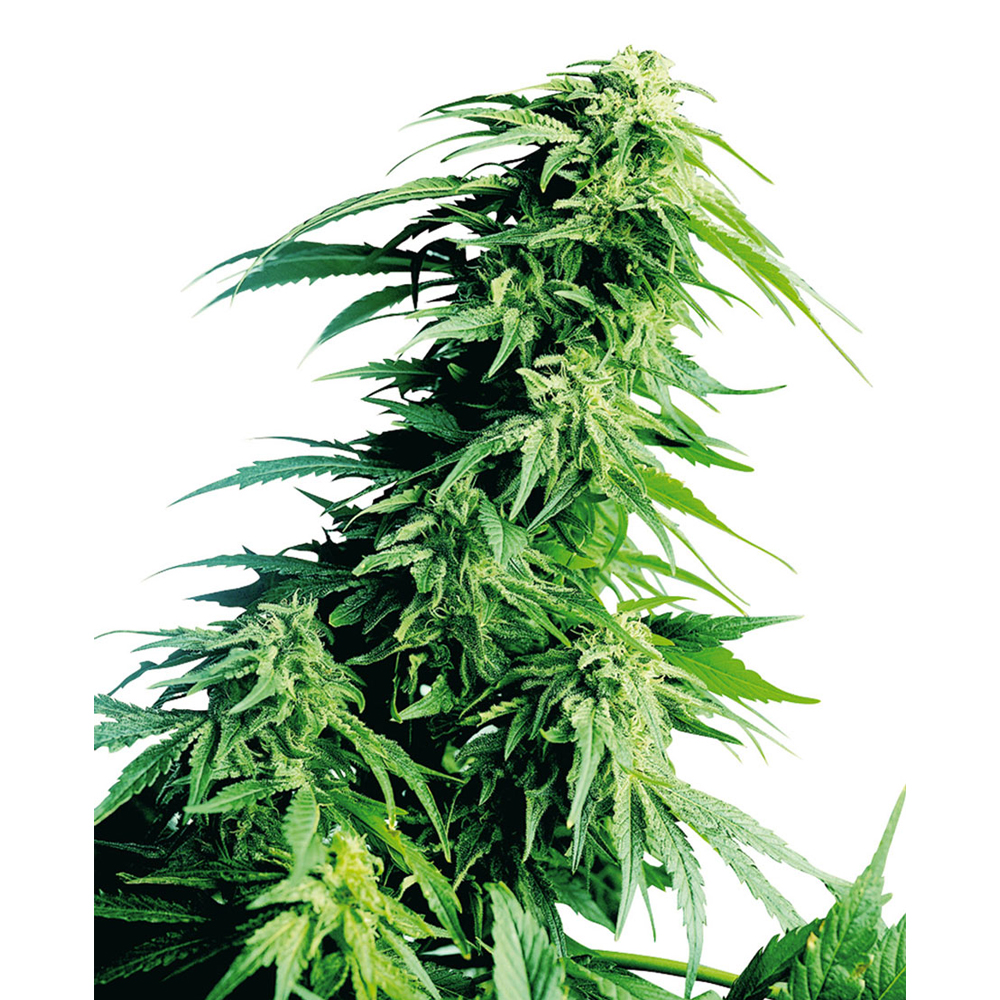 Hindu Kush Feminizada