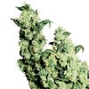Jack Herer