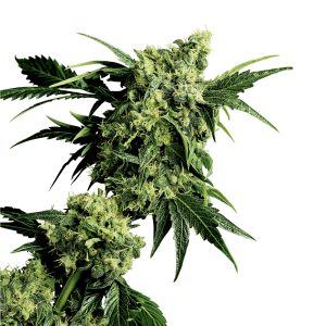 Mr Nice G13 x hashplant