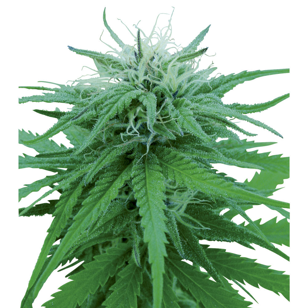 Ruderalis Indica