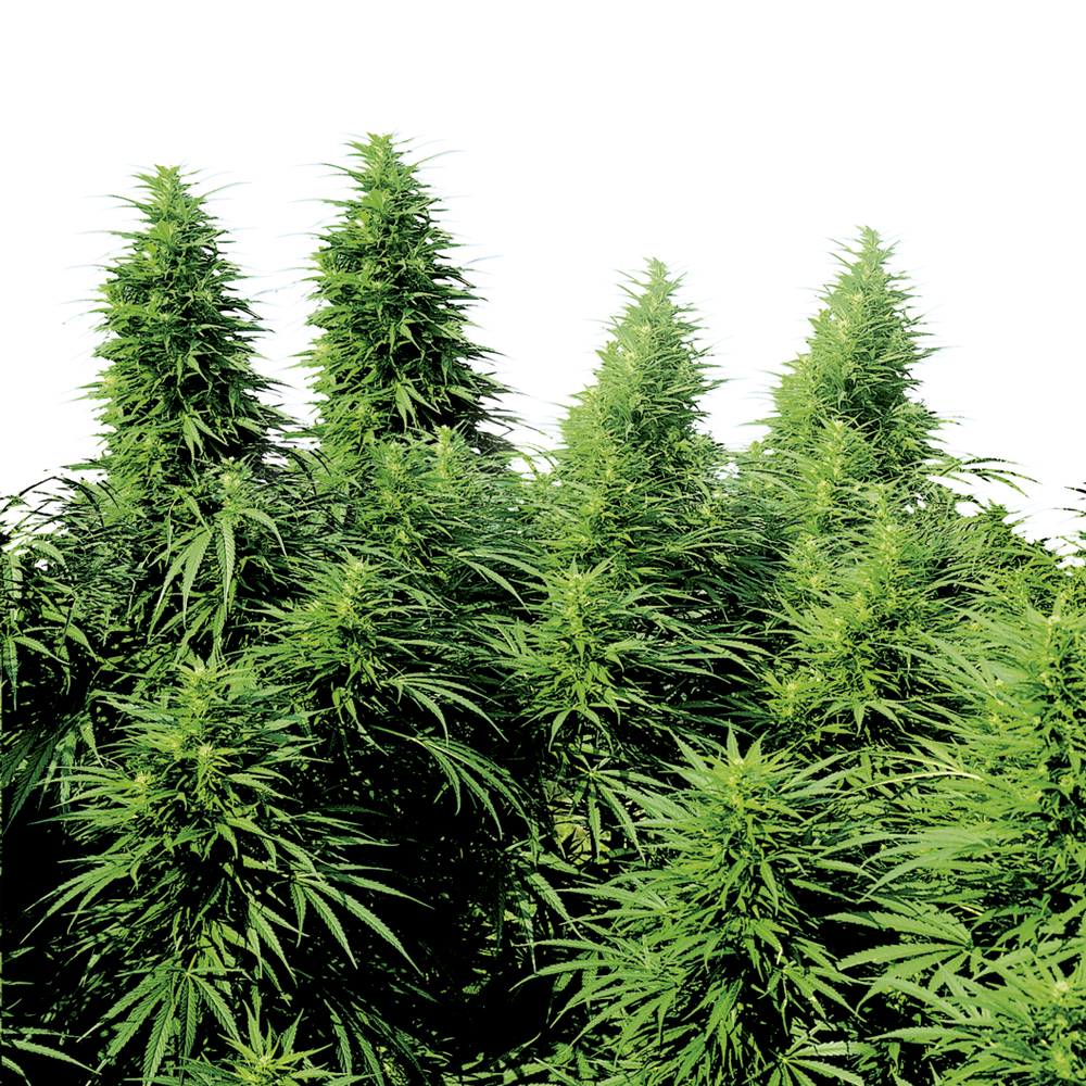Ruderalis Skunk