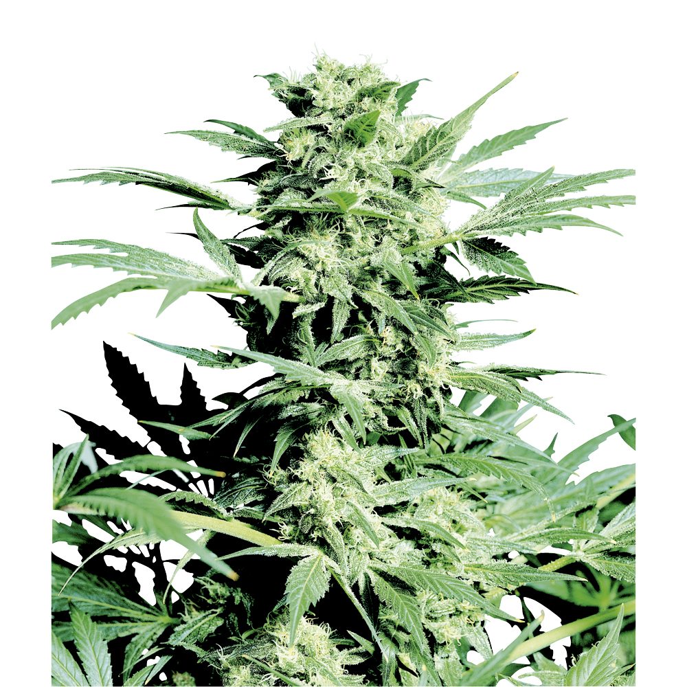 Shiva Skunk