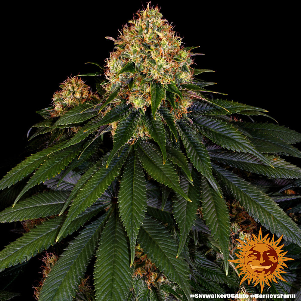 Skywalker OG Auto - Imagen 3