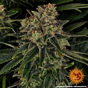 Alternative view of Skywalker OG Auto