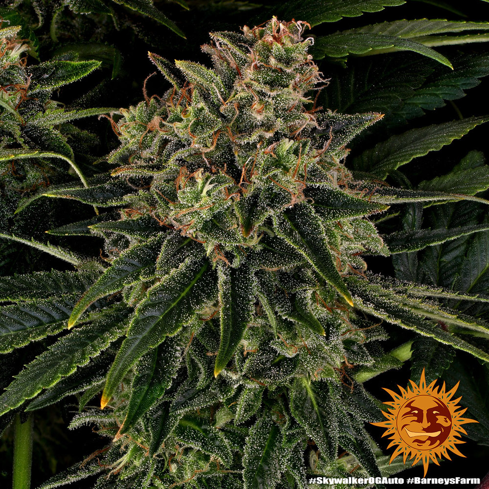 Skywalker OG Auto - Imagen 2