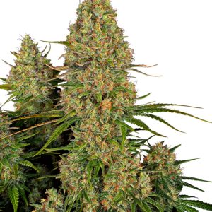 Sticky Orange XXL Auto