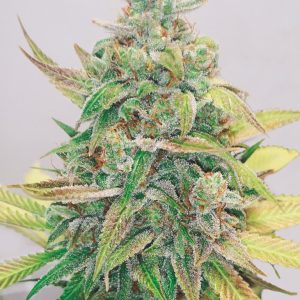 Strawberry Cake CBD