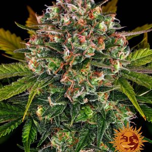 Strawberry Cheesecake Auto