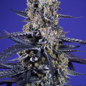 Super Boof XL Auto