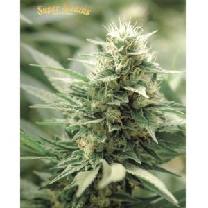 Agartha CBD