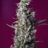 Sweet Cherry Pie