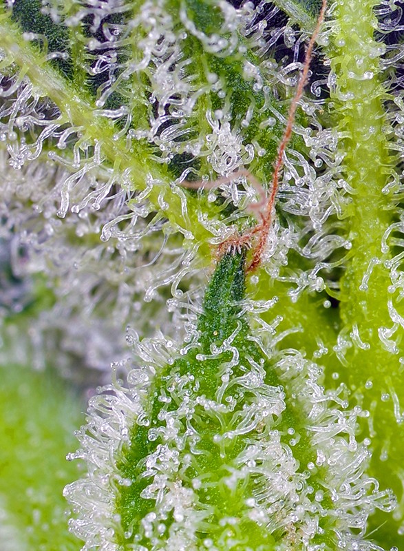 Sweet Mandarine Zkittlez XL Auto - Imagen 2