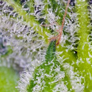 Alternative view of Sweet Mandarine Zkittlez XL Auto
