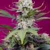 Sweet Mandarine Zkittlez XL Auto
