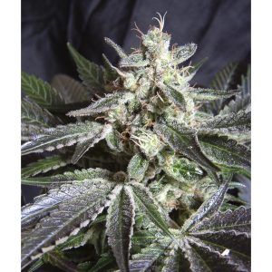 Black Jack (automática)
