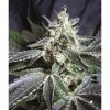 Black Jack