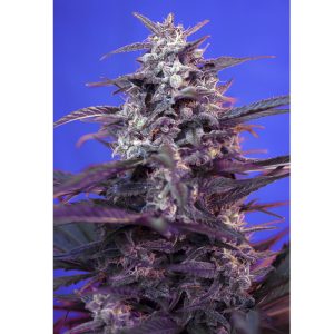 Bloody Skunk