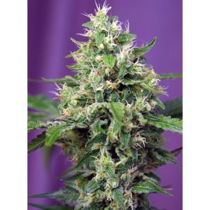 Blow Mind Auto