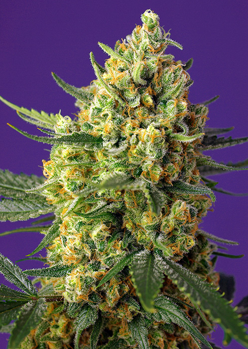 Auto Crystal Candy XL 3+1