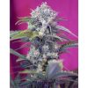 Cream Mandarine