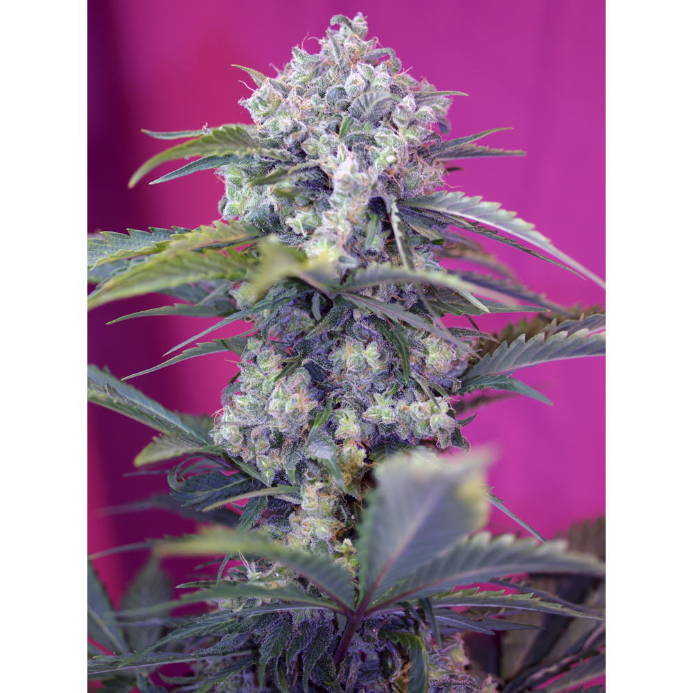 Cream Mandarine Fast Version