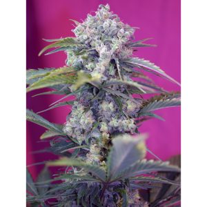 Cream Mandarine Fast Version