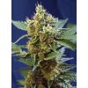 Cream Mandarine XL Auto