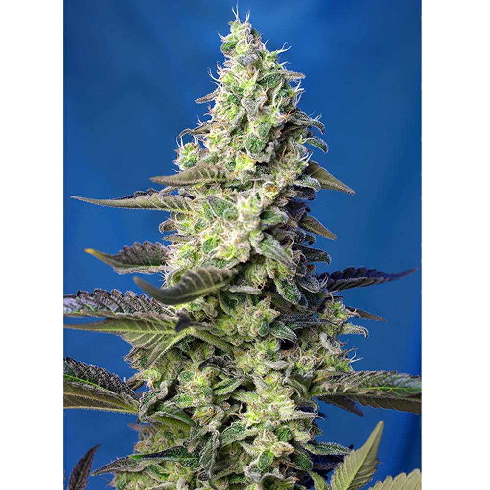 Green Poison XL Auto 3+1