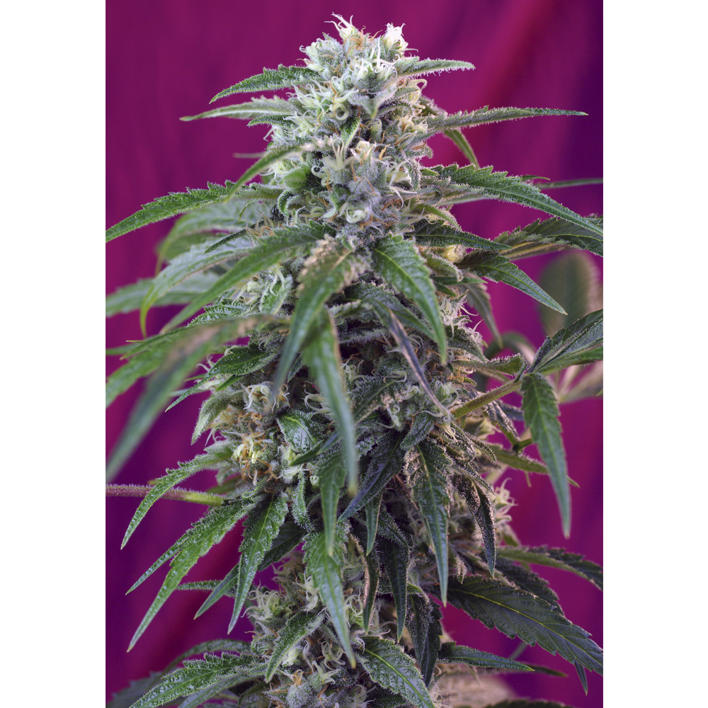 Green Poison Auto
