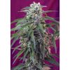 Green Poison Auto