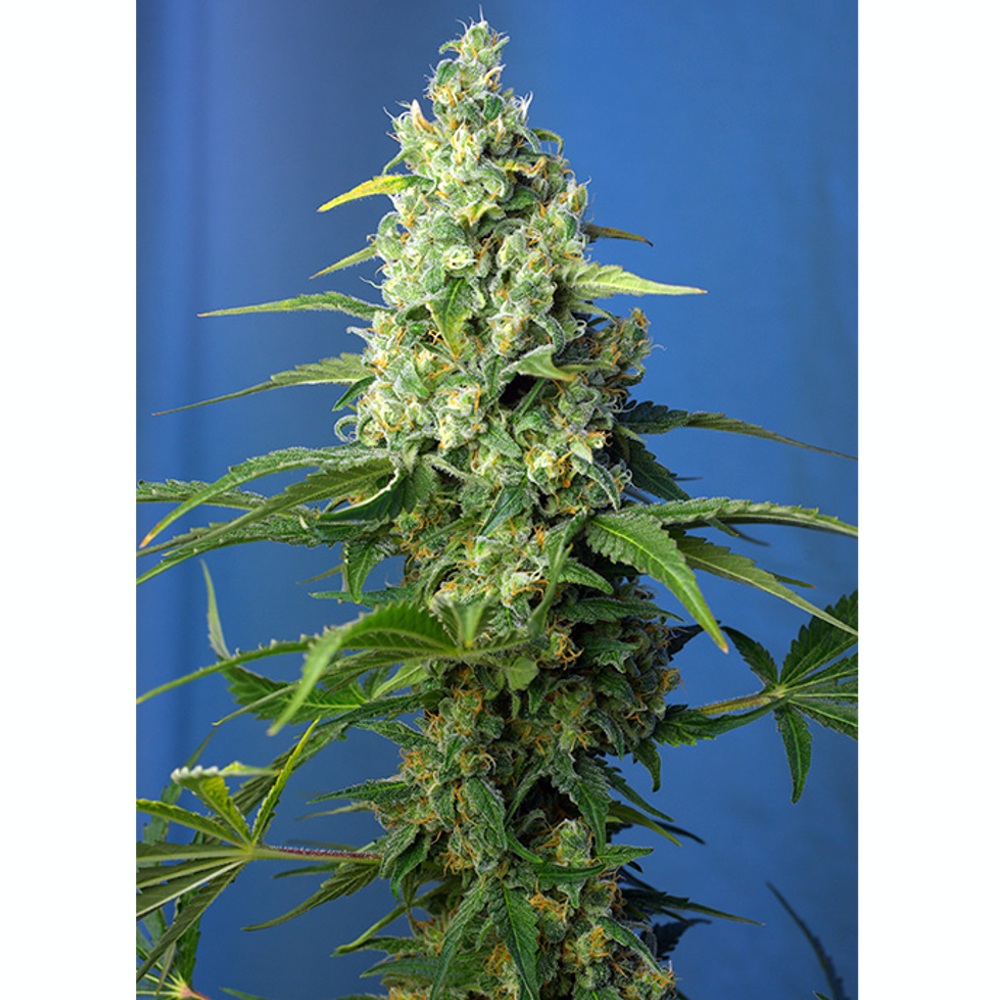 Honey Peach Auto CBD