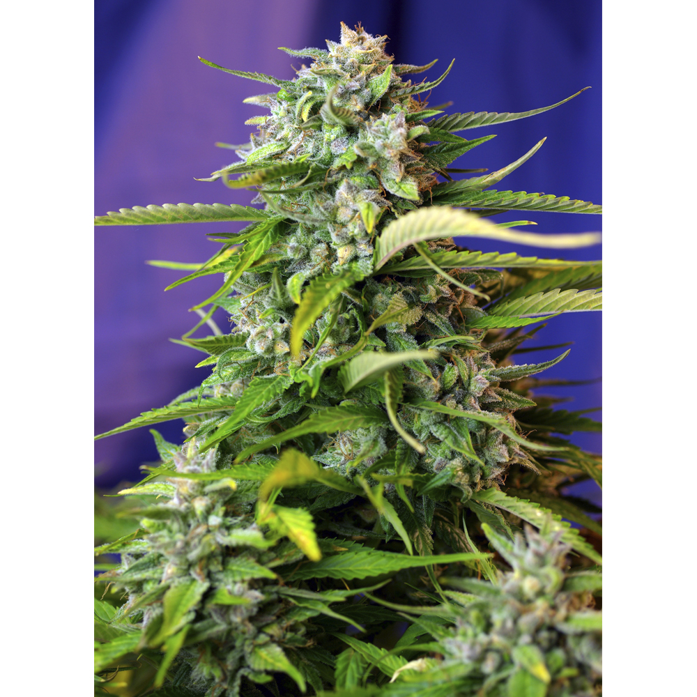 Jack 47 auto