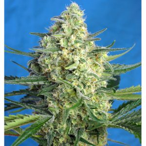 Jack 47 XL Auto 5+2