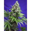 Killer Kush Fast Version