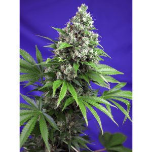 Killer Kush Fast Version