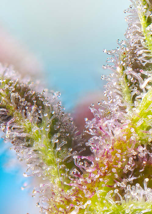 Purple Punch OG - Imagen 2