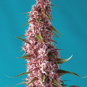 Auto Red Pure CBD 3+1