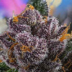 Alternative view of Red Strawberry Banana Auto
