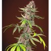 Red Mandarine F1 FV 3+1