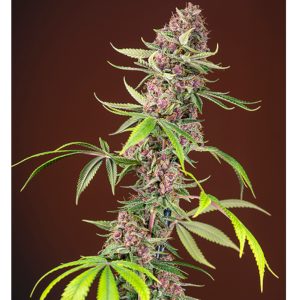 Red Mandarine F1 FV 3+1