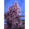 Red Poison 25