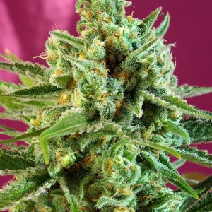 S.A.D Sweet Afgani Delicious CBD 3+1