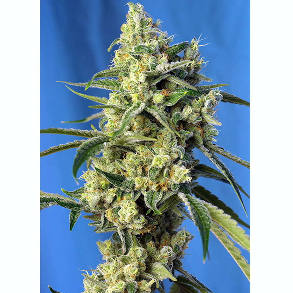 Sweet Amnesia Haze 3+1