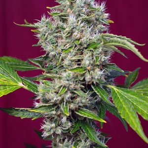 San Fernando Lemon Kush 5+2