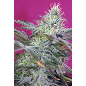 Sweet Cheese Auto