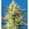 Sweet Cheese XL Auto 5+2